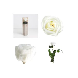 Rosa mini preservada